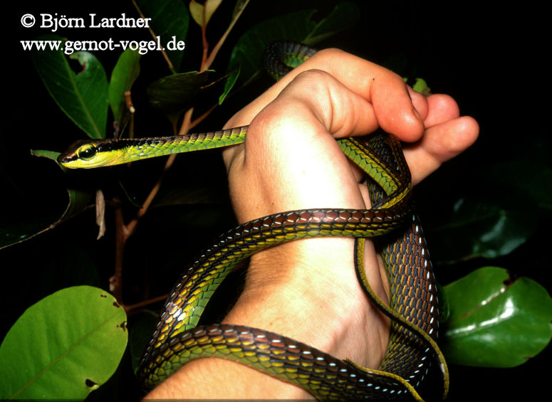 Dendrelaphis formosus adult